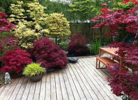 japanese-maple-in-landscape-design-with-wooden-deck-floors-colourfull-plants (1)